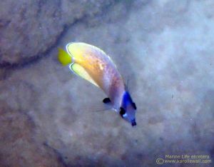 Blacklip Butterflyfish From Above